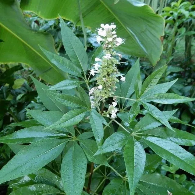 thumbnail for publication: Vitex agnus-castus 'Rosea': 'Rosea' Chastetree
